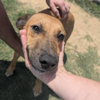 MAVIS  Available NOW - ADOPTION or RESCUE! -  Mixed Breed Dog for Adoption in Nashville, North Carolina - MAVIS  Available NOW - ADOPTION Or RESCUE! | PetCurious
