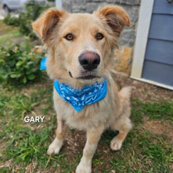 Gary Stewart -  Golden Retriever and Mixed Breed Dog for Adoption in Madisonville, Tennessee - Gary Stewart | PetCurious