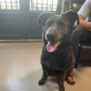 Luca -  German Shepherd Dog and Mixed Breed Dog for Adoption in Pasadena, California - Luca | PetCurious