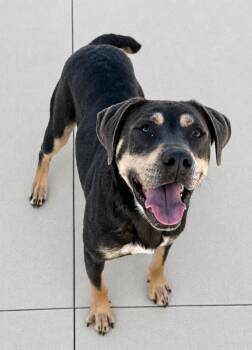 Moose -  Rottweiler Dog for Adoption in Hiawatha, Kansas - Moose | PetCurious