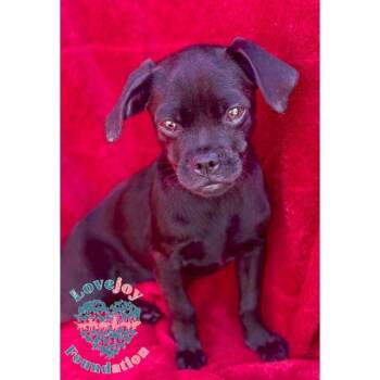 Dopey -  Chug Dog for Adoption in Inglewood, California - Dopey | PetCurious