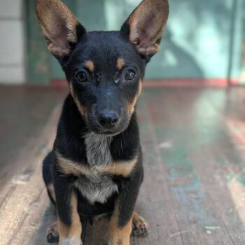 Mud -  Australian Cattle Dog Blue Heeler Dog for Adoption in Watertown, New York - Mud | PetCurious
