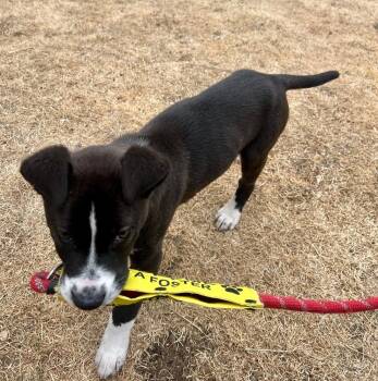 Mixed Breed Dogs Available for Adoption - Roffy | PetCurious