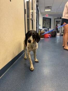 Hound and Mixed Breed Dogs Available for Adoption in King William, Virginia - Blimey Limey | PetCurious