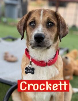Labrador Retriever Dogs Available for Adoption in Southlake, Texas - Crockett | PetCurious