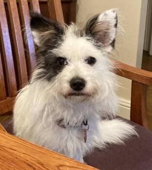 Petey -  Terrier Dog for Adoption in Pittsburg, California - Petey | PetCurious