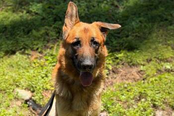 Rescue German Shepherd Dog Dogs for Adoption in Newport Beach, California - Elwood | PetCurious