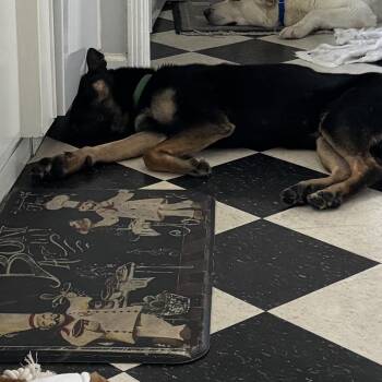 Rocky (Ratchet) -  Shepherd Dog for Adoption in San Diego, California - Rocky (Ratchet) | PetCurious