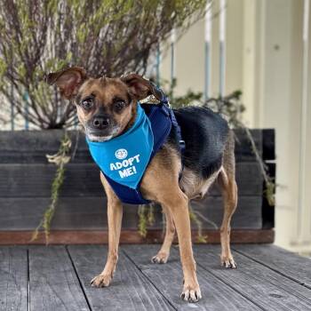 Relish -  Chihuahua Dog for Adoption in Pacific Grove, California - Relish | PetCurious