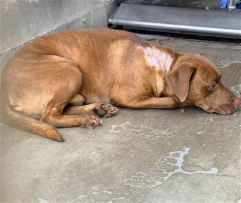 STYLES -  Labrador Retriever and Mixed Breed Dog for Adoption in Camarillo, California - STYLES | PetCurious