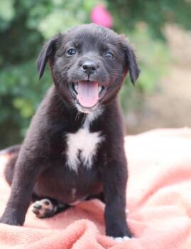 Rhea Ripley -  Mixed Breed Dog Available for Adoption in Groveland, Massachusetts - Rhea Ripley | PetCurious