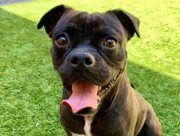SAVE ME PLEASE Blaine - IDA554197 -  Pug Dog for Adoption in San Marcos, California - SAVE ME PLEASE Blaine - IDA554197 | PetCurious