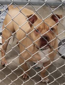 STROMBOLI -  English Bulldog Dog for Adoption in Seymour, Indiana - STROMBOLI | PetCurious