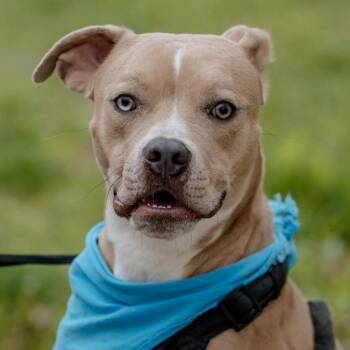 Rescue Boxer and Terrier Dogs for Adoption in Evansville, Indiana - Buddy | PetCurious