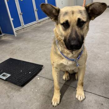 Mixed Breed Dogs Available for Adoption in Las Cruces, New Mexico - 106224 | PetCurious