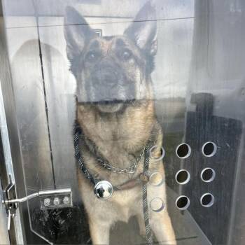 Chase -  German Shepherd Dog and Mixed Breed Dog for Adoption in Bristol, Indiana - Chase | PetCurious