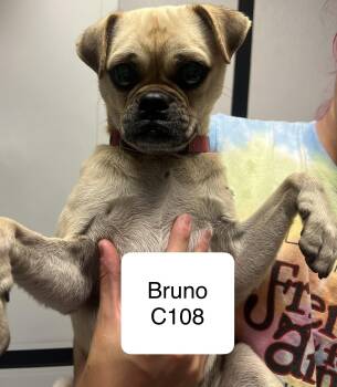 Bruno C108 -  Pug and Terrier Dog for Adoption in Morganton, North Carolina - Bruno C108 | PetCurious