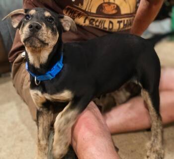 Roo -  Dutch Shepherd Dog for Adoption in Harlingen, Texas - Roo | PetCurious