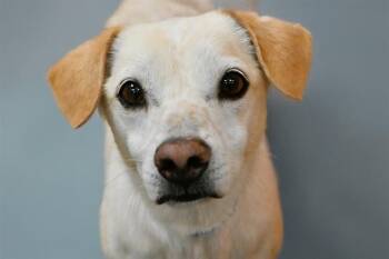 Australian Kelpie and Mixed Breed Dogs Available for Adoption in Fort Lauderdale, Florida - GABY | PetCurious