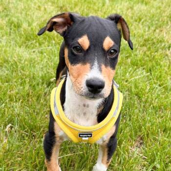 Chihuahua and Terrier Dogs Available for Adoption in Albany, New York - Abbie | PetCurious