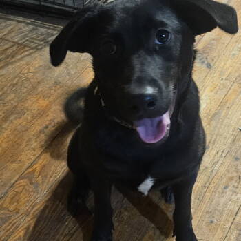 Rescue Australian Cattle Dog Blue Heeler Dogs for Adoption in Dallas, Texas - Lilly Mae | PetCurious