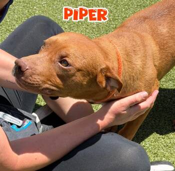Piper -  Mixed Breed Dog for Adoption in Flint, Michigan - Piper | PetCurious