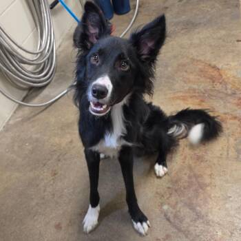 Carson -  Border Collie Dog for Adoption - Carson | PetCurious