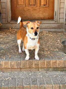 Corgi and Dachshund Dogs Available for Adoption in Watertown, Connecticut - Pru | PetCurious