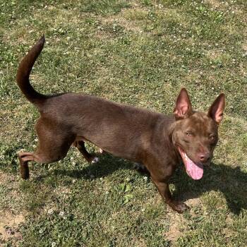 Mixed Breed Dogs Available for Adoption in Chattanooga, Tennessee - Lulu | PetCurious