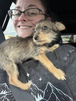 Queen Mary -  Yorkshire Terrier Dog for Adoption in The Woodlands, Texas - Queen Mary | PetCurious