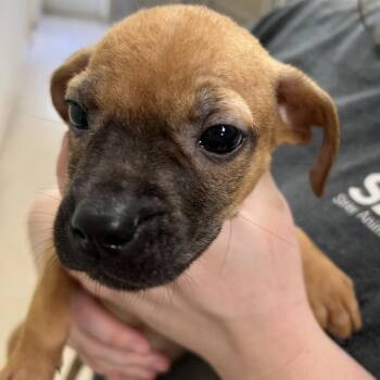 Helaena -  Pit Bull Terrier Dog for Adoption in Pekin, Illinois - Helaena | PetCurious