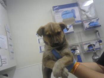 German Shepherd Dog and Mixed Breed Dogs Available for Adoption in Albuquerque, New Mexico - NATE | PetCurious