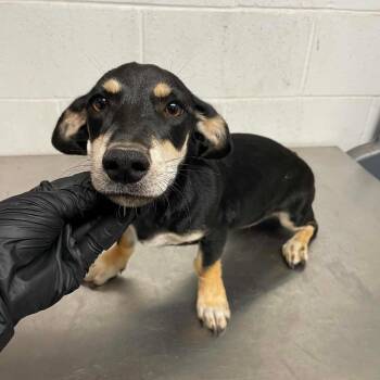 Vienna C613 -  Dachshund Dog for Adoption in Allen, Texas - Vienna C613 | PetCurious