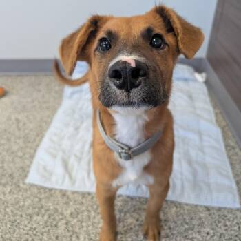 Lolly -  German Shepherd Dog and Mixed Breed Dog for Adoption in Detroit, Michigan - Lolly | PetCurious