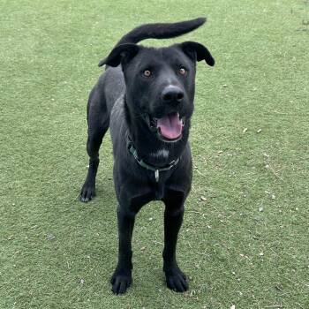 Dobie - Butler Campus -  Black Labrador Retriever Dog for Adoption in Flagstaff, Arizona - Dobie - Butler Campus | PetCurious