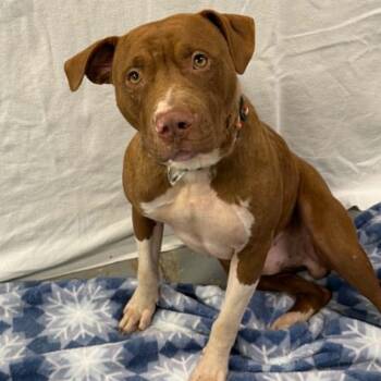 Shaboozy -  Pit Bull Terrier Dog for Adoption in Martinsville, Indiana - Shaboozy | PetCurious