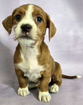 Rat Terrier and Mixed Breed Dogs Available for Adoption in Morton Grove, Illinois - Minee | PetCurious