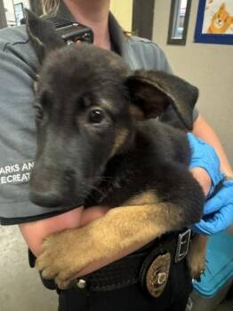 A142856 -  German Shepherd Dog Dog for Adoption in Burbank, California - A142856 | PetCurious