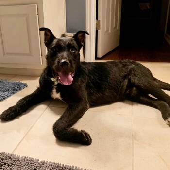Sheldon -  Giant Schnauzer and Mixed Breed Dog for Adoption in Buford, Georgia - Sheldon | PetCurious