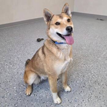 Mixed Breed and Shiba Inu Dogs Available for Adoption in Yankton, South Dakota - Xena | PetCurious