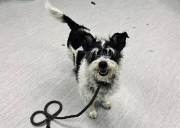 Terrier Dogs Available for Adoption in Colorado Springs, Colorado - LUNA | PetCurious