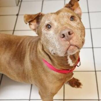 Mixed Breed Dogs Available for Adoption in Newark, New Jersey - Cinnamon | PetCurious