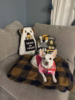 Rescue Chihuahua Dogs for Adoption in Charlotte, North Carolina - Emily | PetCurious