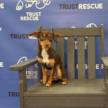Chihuahua and Dachshund Dogs Available for Adoption in Waterford, New Jersey - MISS MAISEL | PetCurious