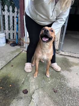 Rescue Labrador Retriever Dogs for Adoption in Marietta, Georgia - Terry | PetCurious