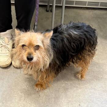 Mixed Breed Dogs Available for Adoption - Dexter | PetCurious