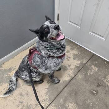 Australian Cattle Dog Blue Heeler Dogs Available for Adoption in Saint Marys, Pennsylvania - Nova | PetCurious