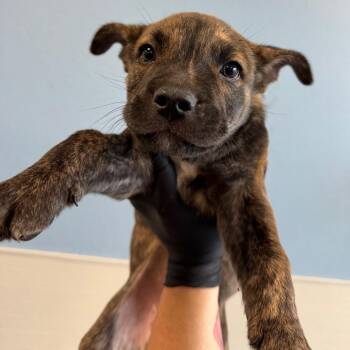 107824 -  Mixed Breed Dog for Adoption in Las Cruces, New Mexico - 107824 | PetCurious
