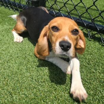 Athens 8743 -  Beagle Dog for Adoption in Loxahatchee Groves, Florida - Athens 8743 | PetCurious