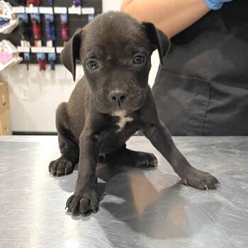 Umber -  Pit Bull Terrier and Mixed Breed Dog for Adoption in Lake Jackson, Texas - Umber | PetCurious